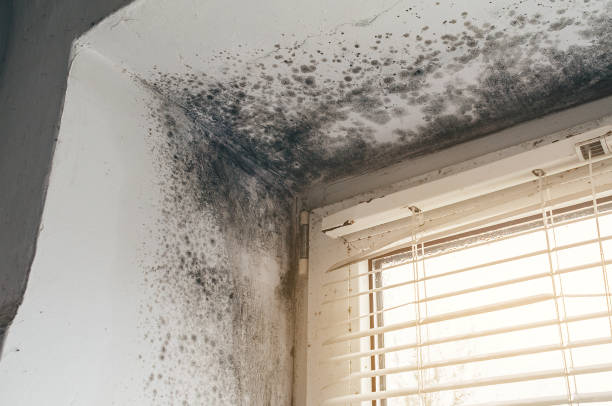 Affordable Mold Cleanup solutions in Pope Army Airfield, NC